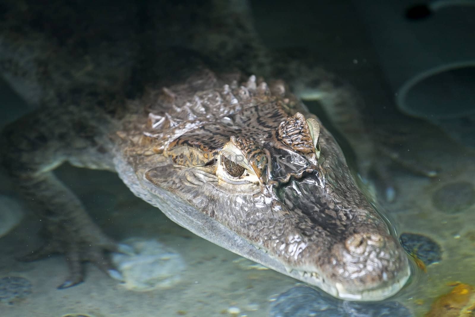 Portrait of a crocodile by kawing921