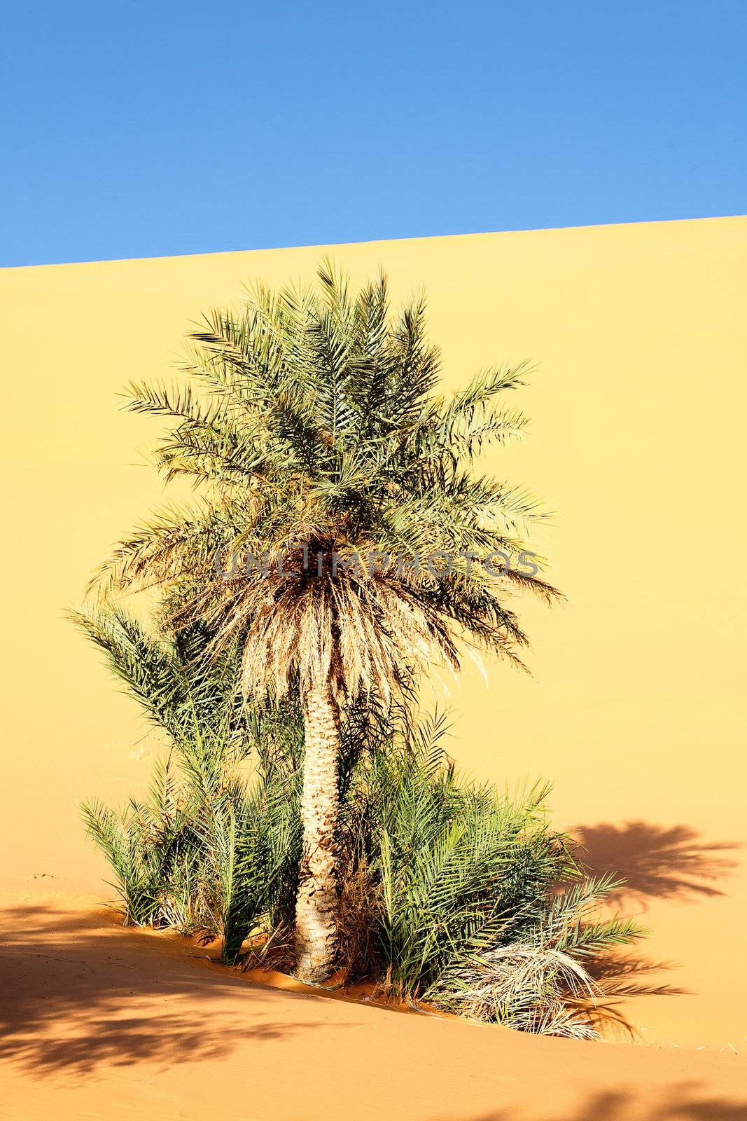 a palm in the desert with sand dunes and blue sky 