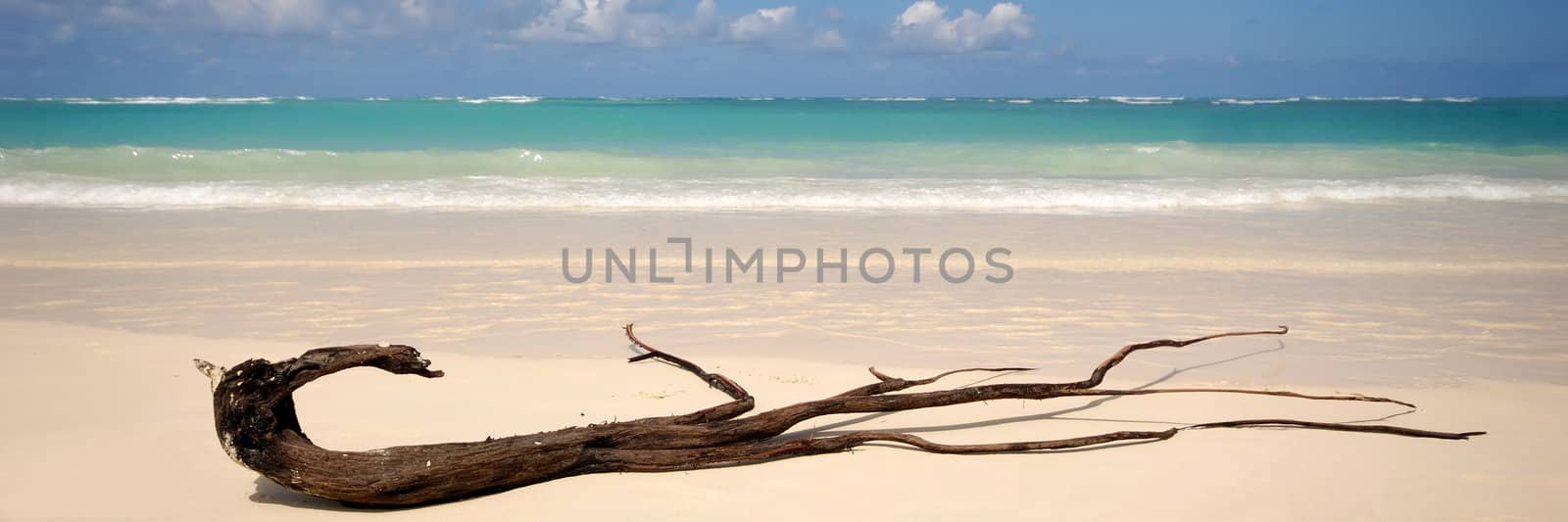 Driftwood on an exotic beach