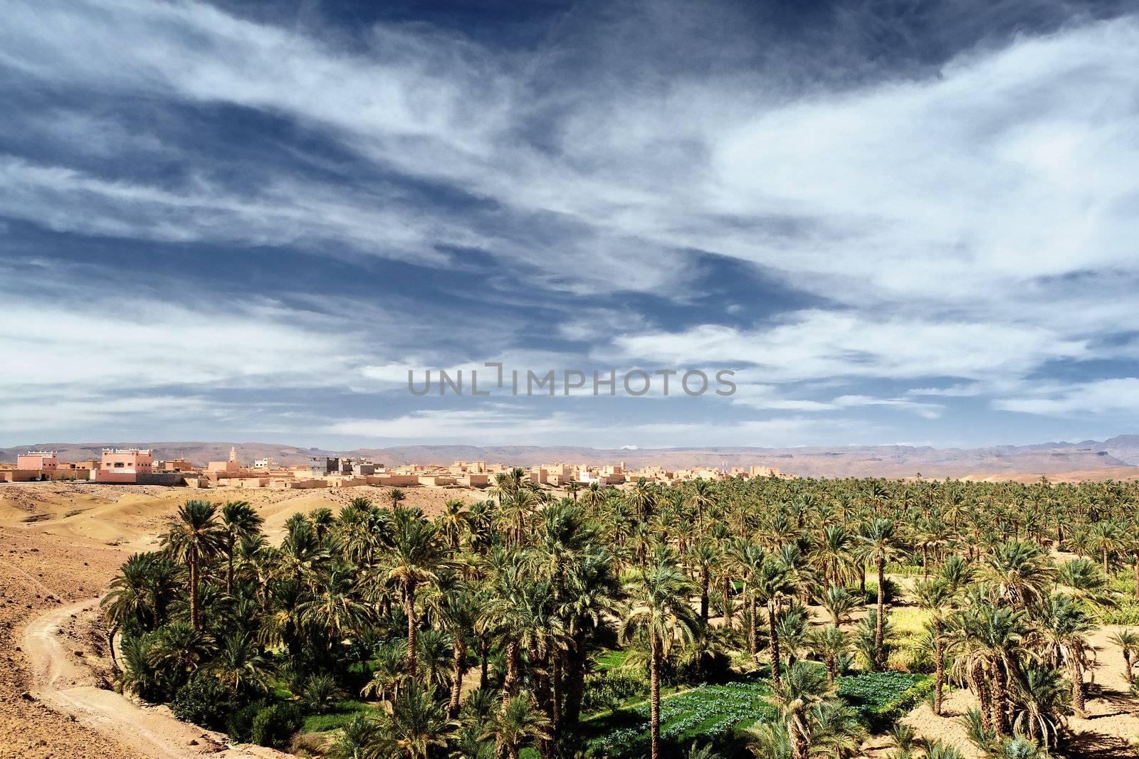 Date palms in oasis in Sahara desert 