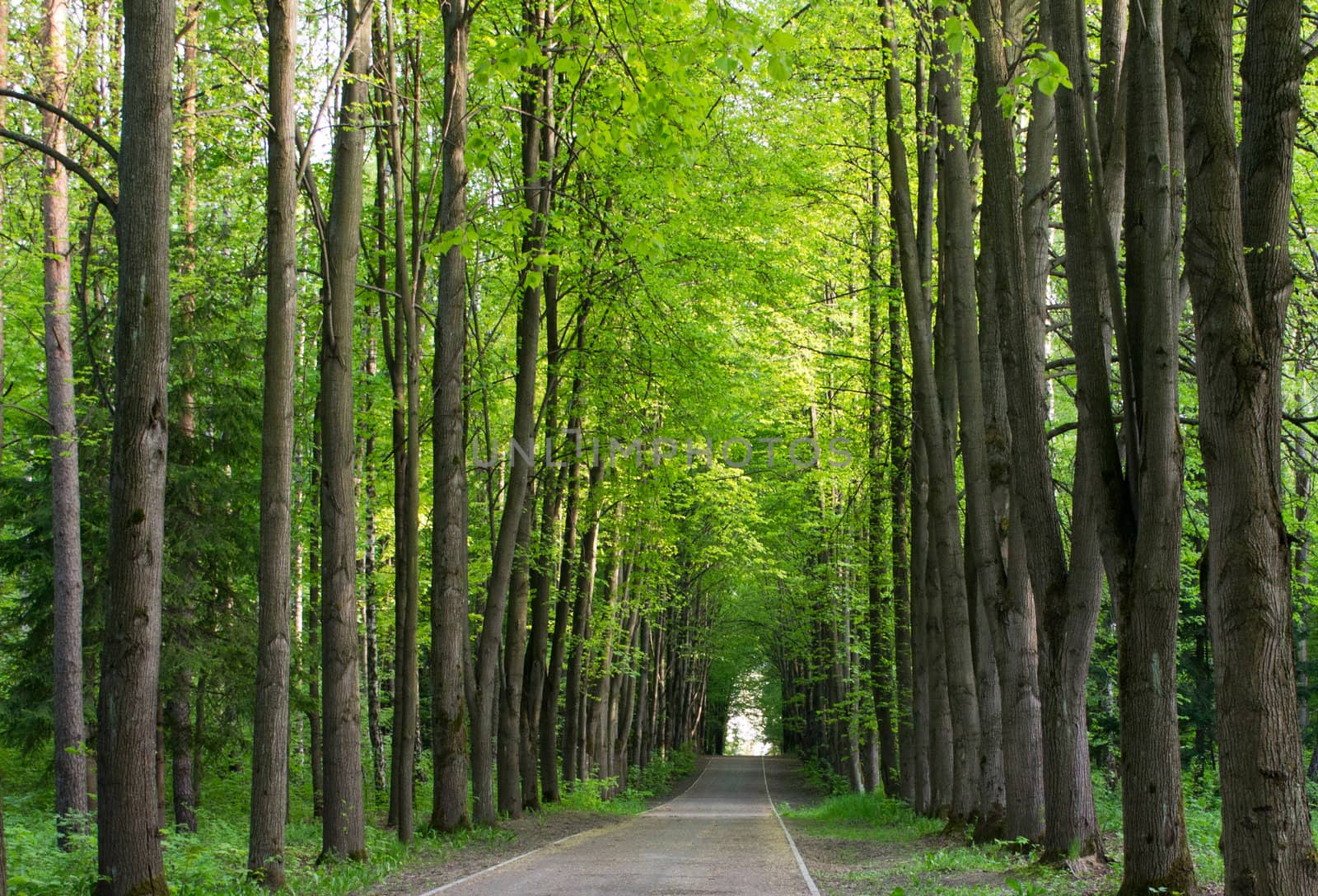 The track in the park, leaving afar