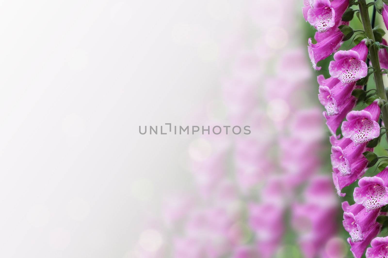 Close up of Purple foxglove (Digitalis purpurea) in bloom. Shallow depth of field.
