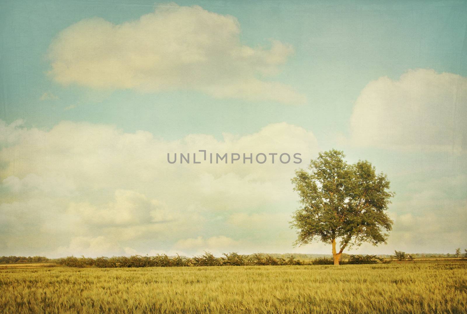 Lonely tree in meadow with a vintage look