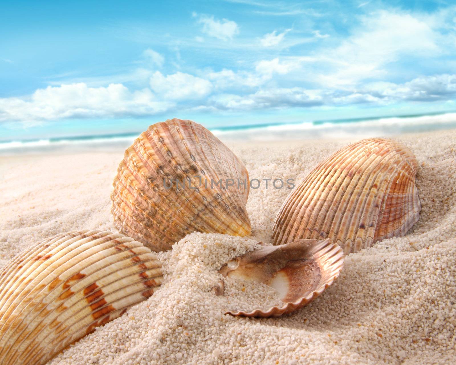 Seashells in the sand at the beach by Sandralise