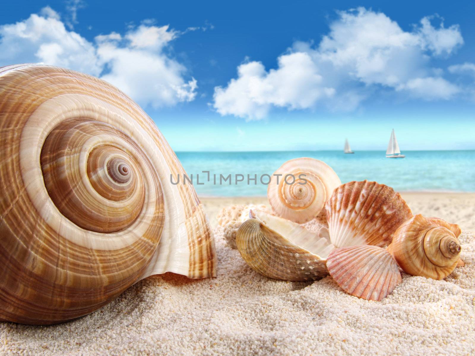 Group of seashells on the beach
