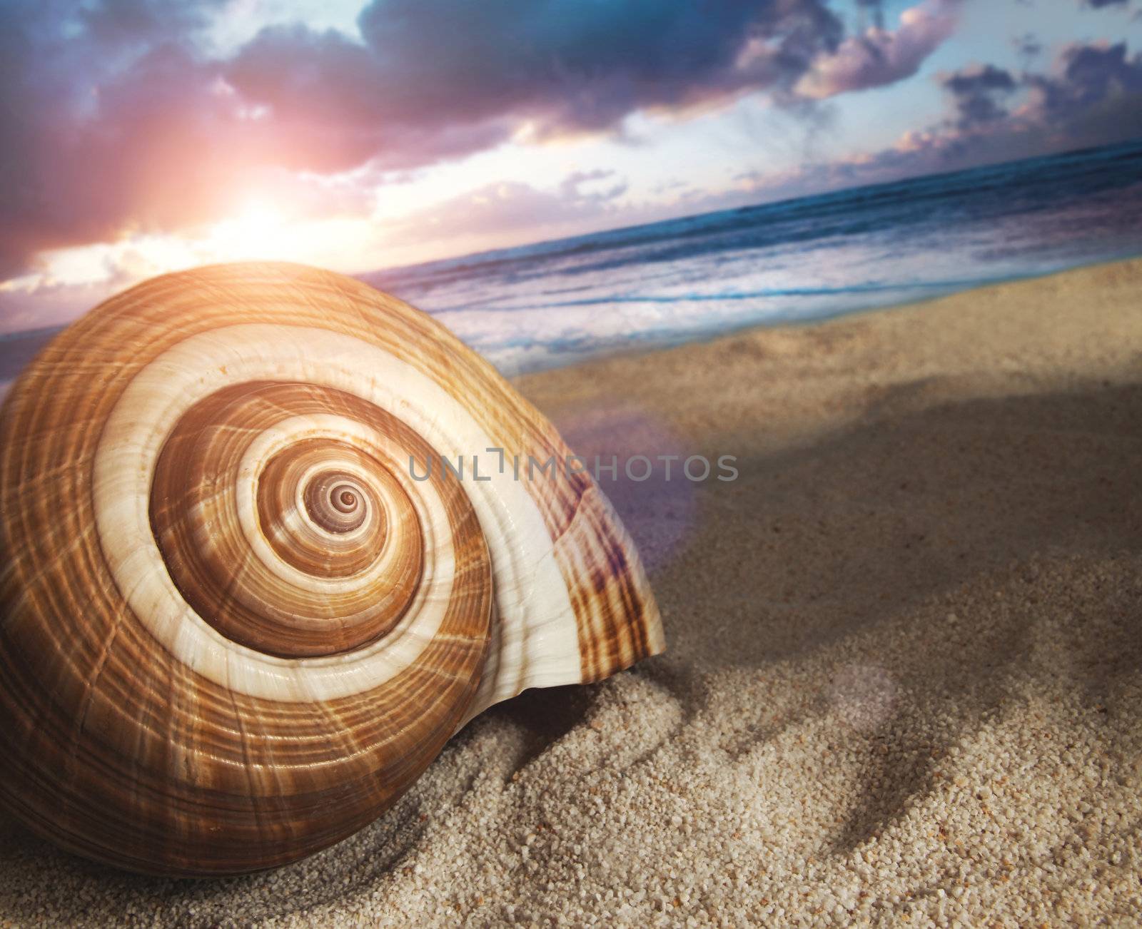 Large seashell in the sand at sunset