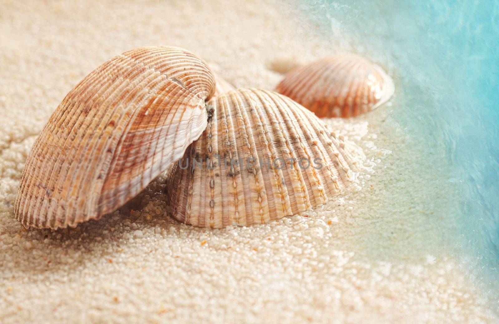 Seashells in the wet sand by Sandralise
