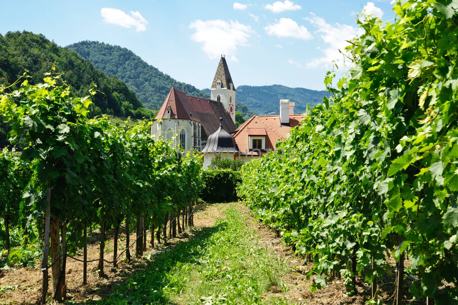 Church between Vine Branch, taken in Wachau, Lower Austria