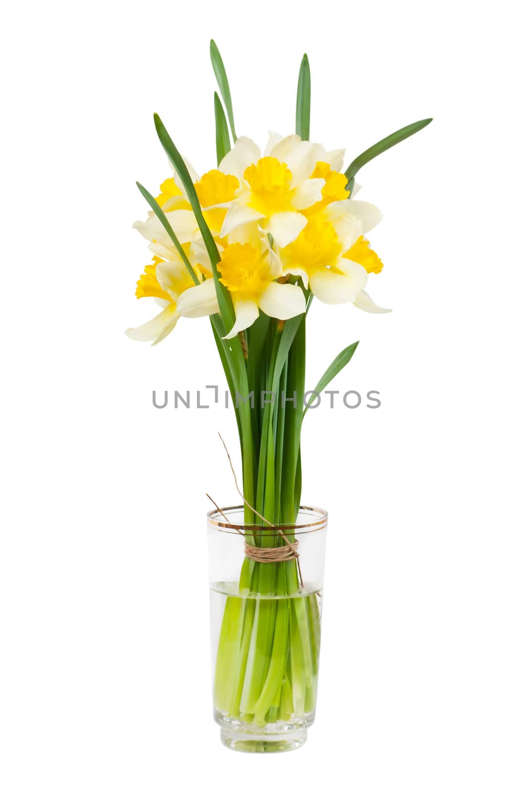 A bouquet of narcissuses in a glass with water isolated over white