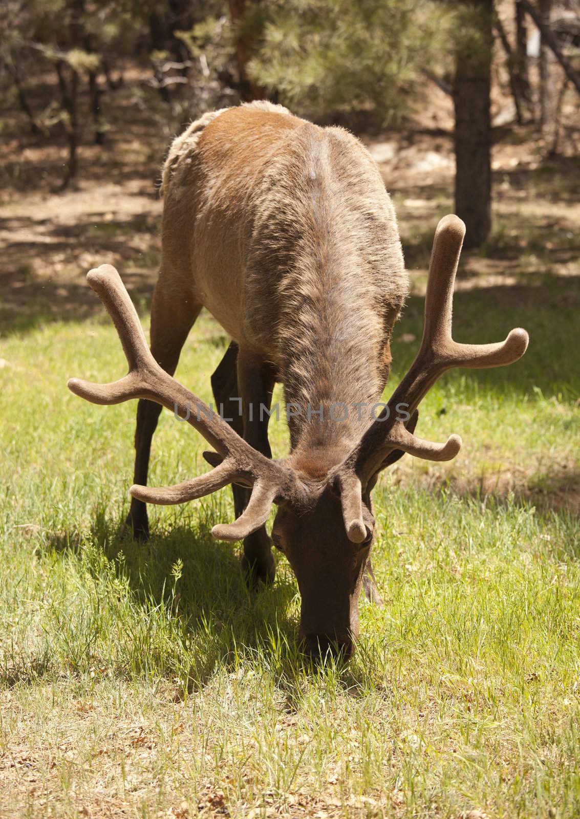 Beautiful Elk with New Antlers Grazing by Feverpitched