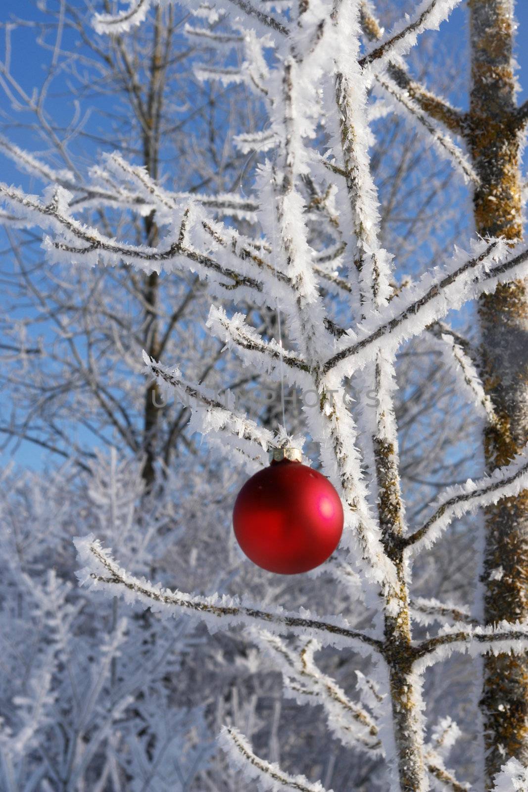 a red bauble in snowy winter landscape