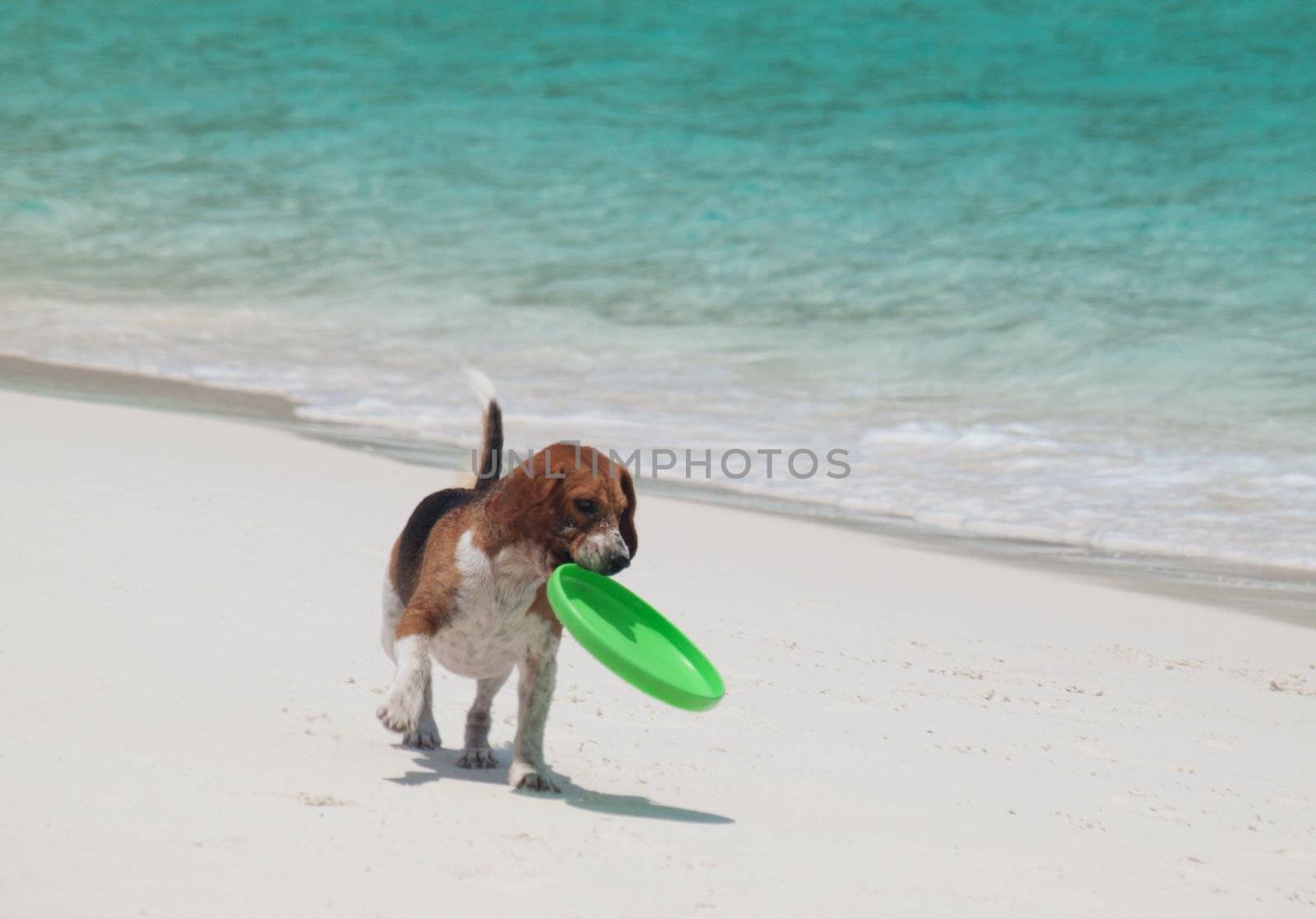 Cute beagle on a beach  with a  frisbee in his mouth