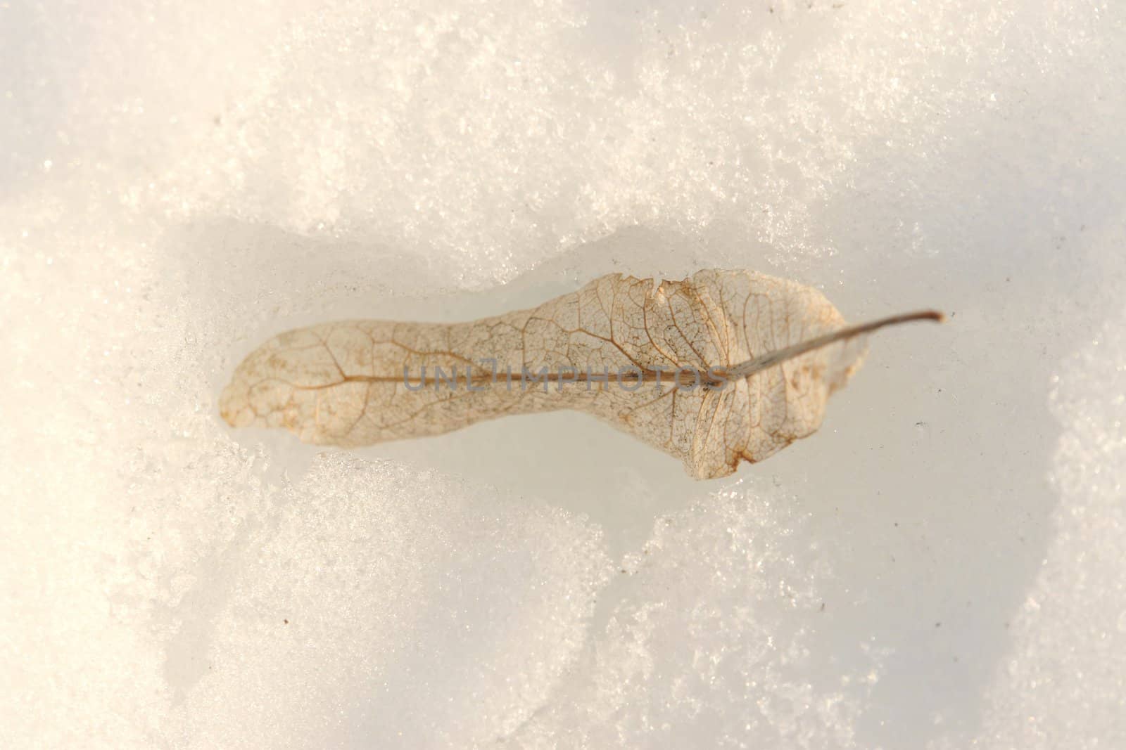 a beautiful leaf in the snow freed by melting of snow...........