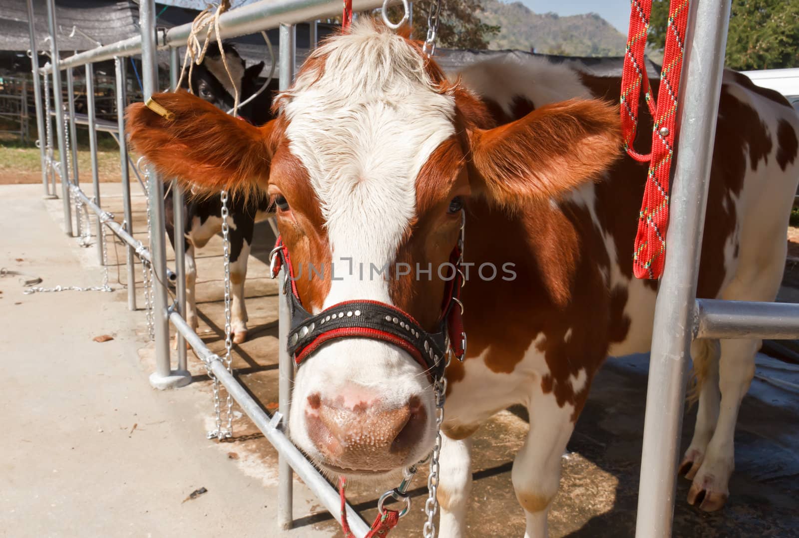 Cow in farm by stoonn