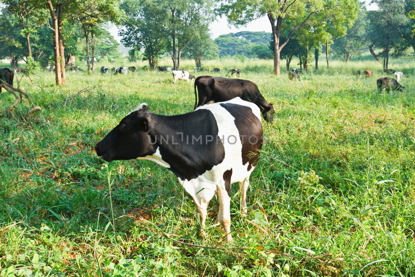 Cow in the nature