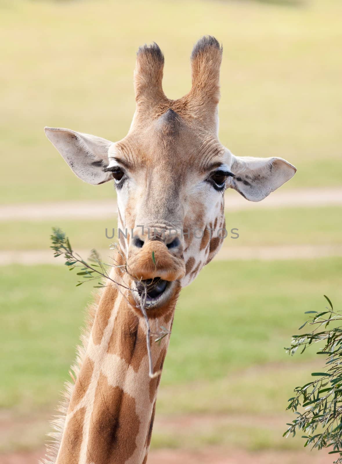 african giraffe in natural environment up close