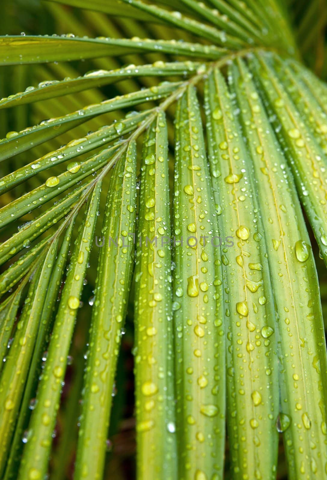green palm leaf with water drops by clearviewstock