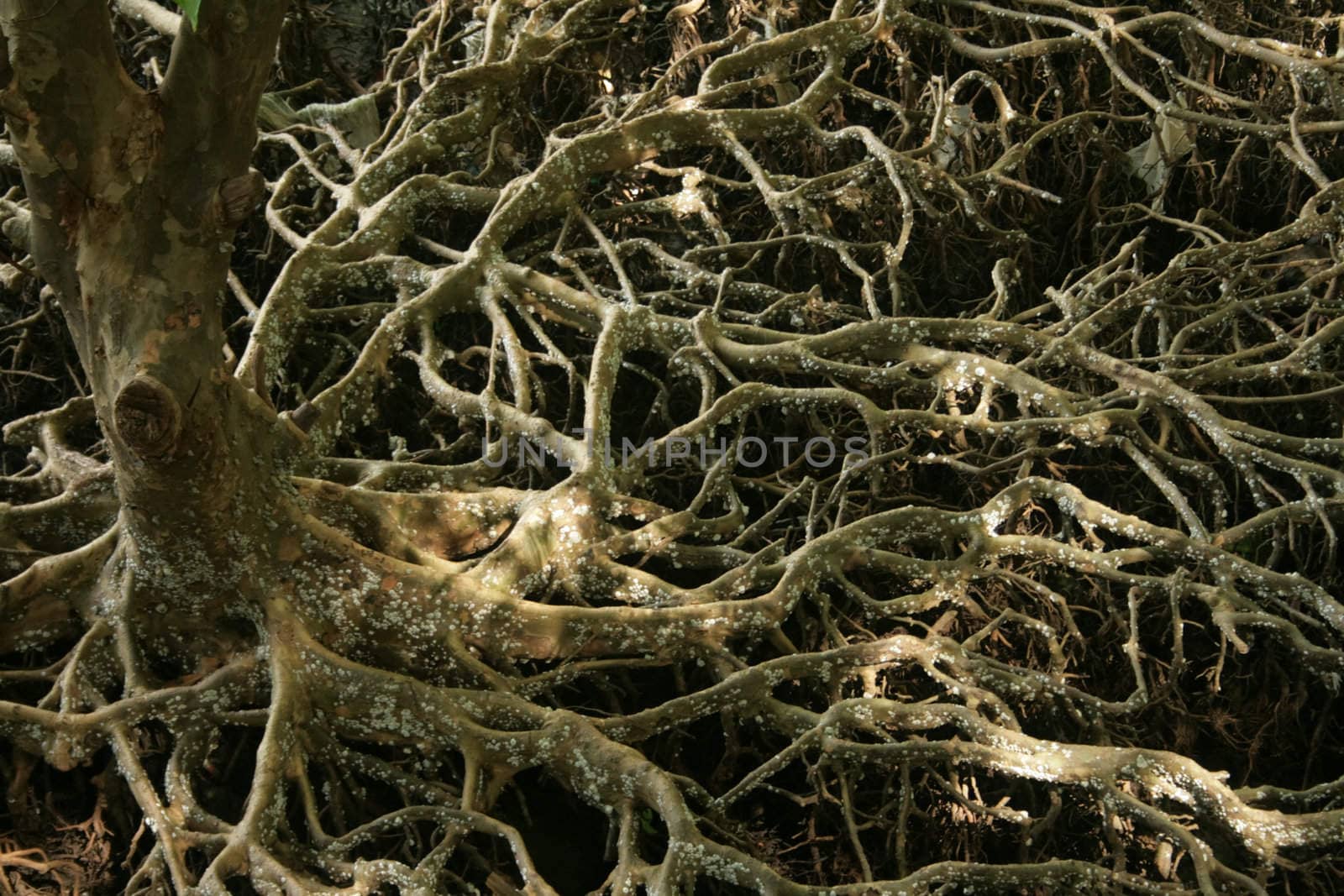 root of the tree in the mangrove forest