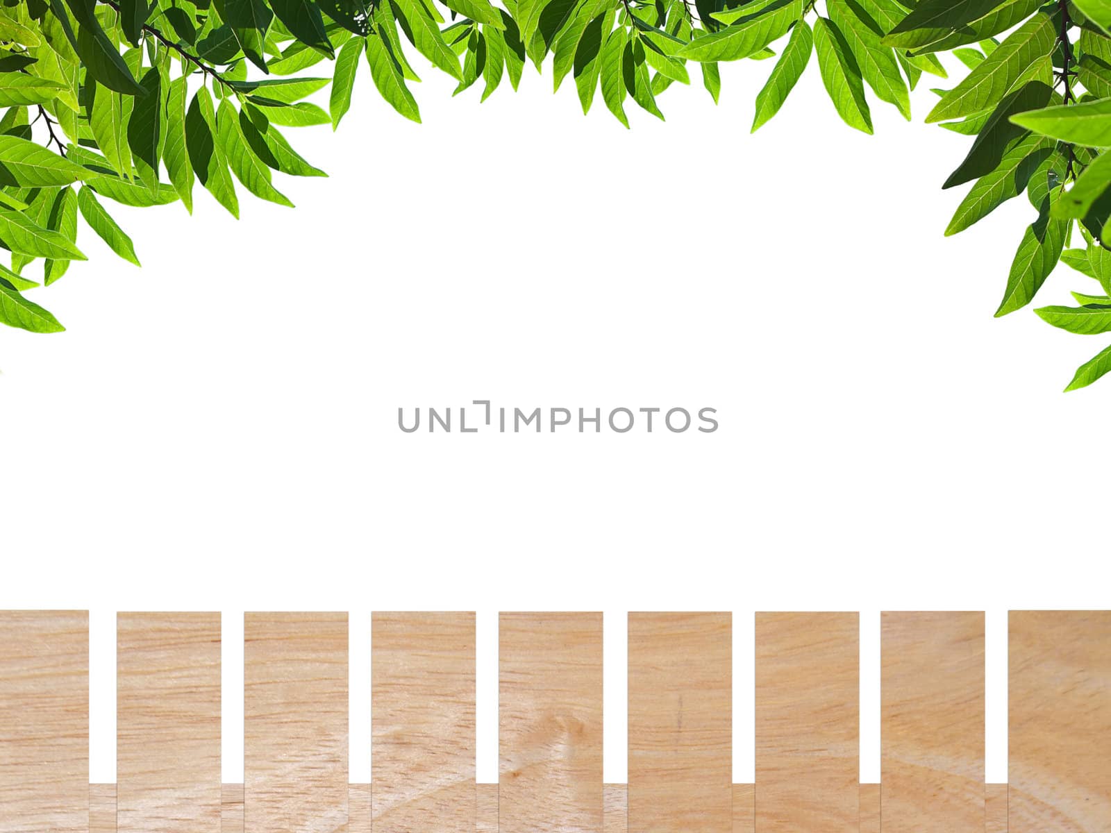 Wooden fence with green leaf isolate on white