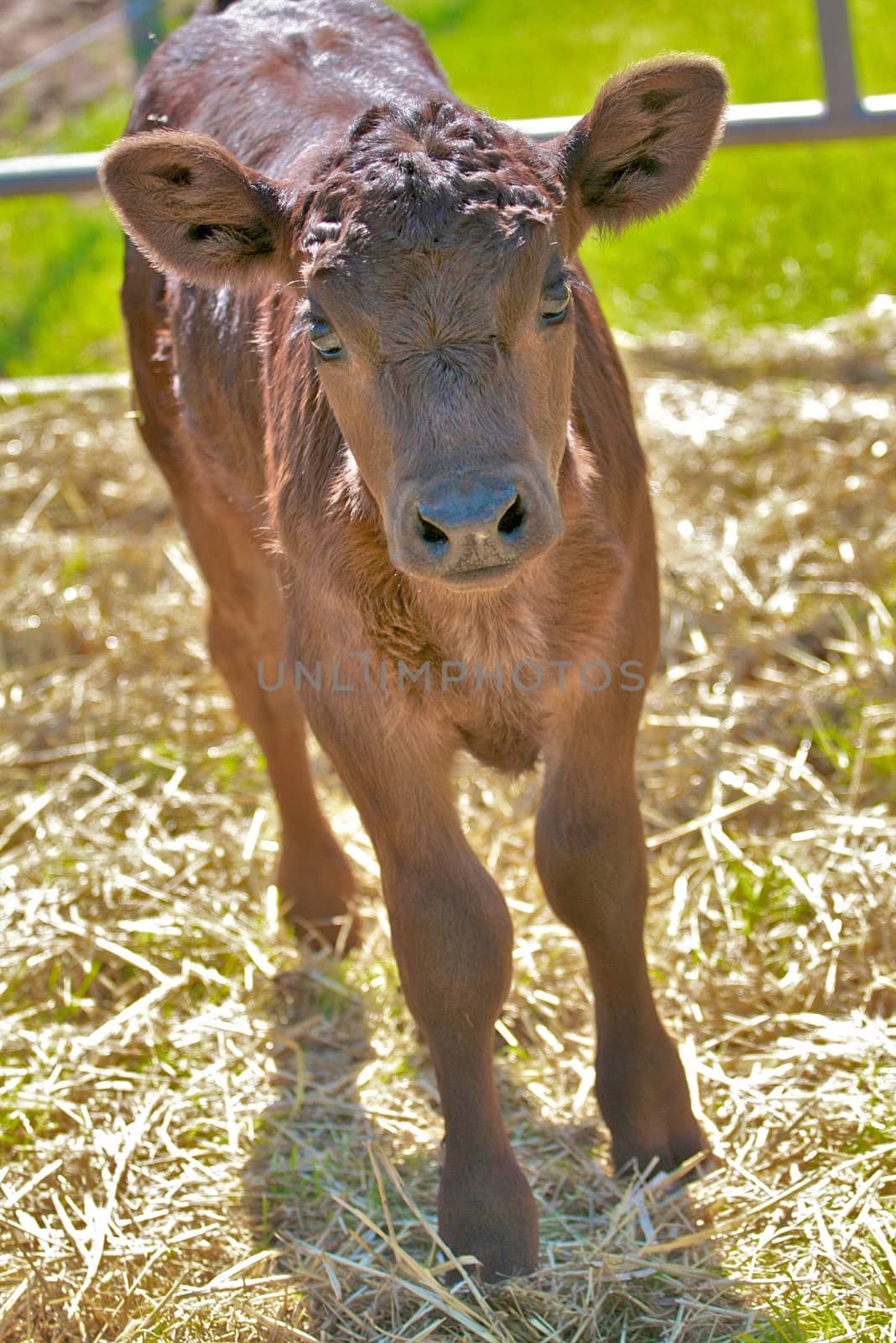 Brown Calf by shalomyoseph