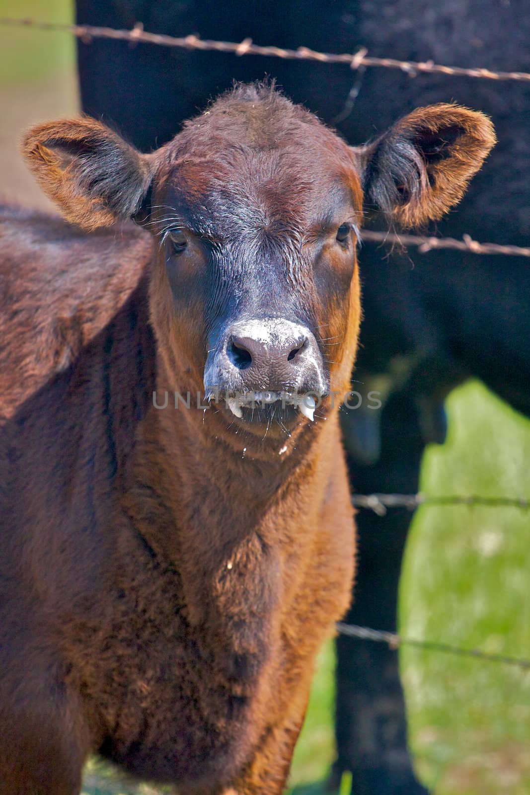 A small brown calf with milk on it's mouth and nose after nursing