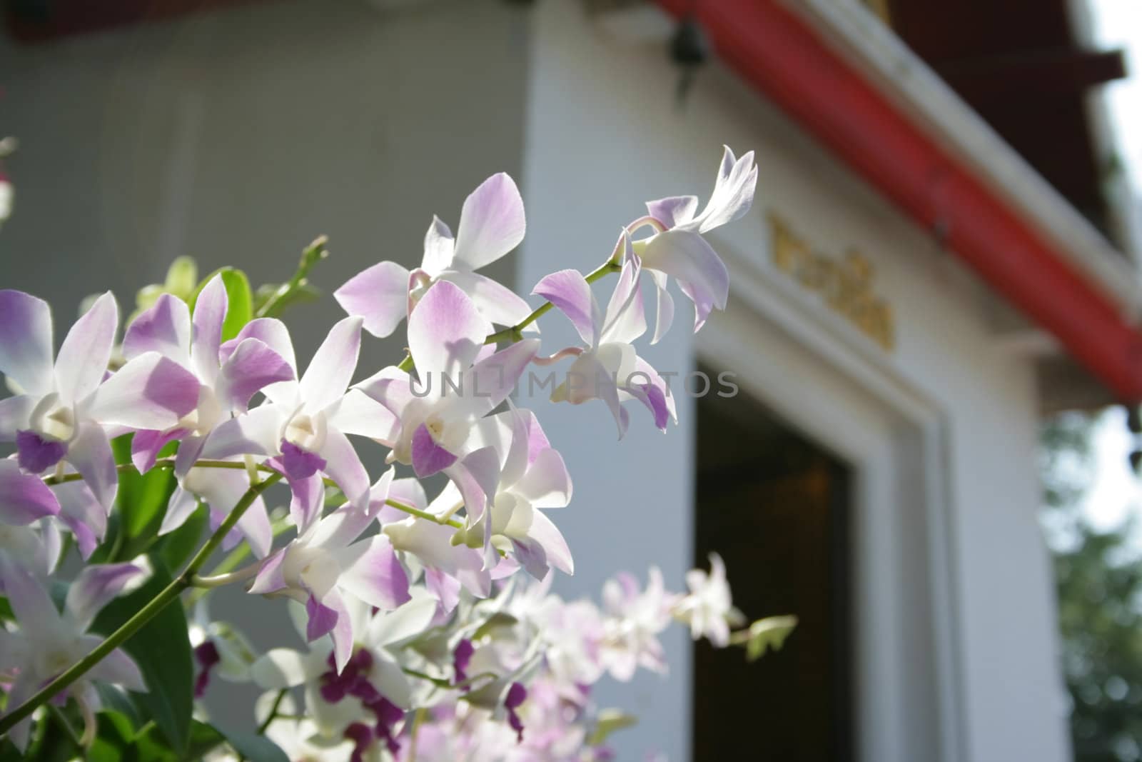 Beautiful orchids in temple background