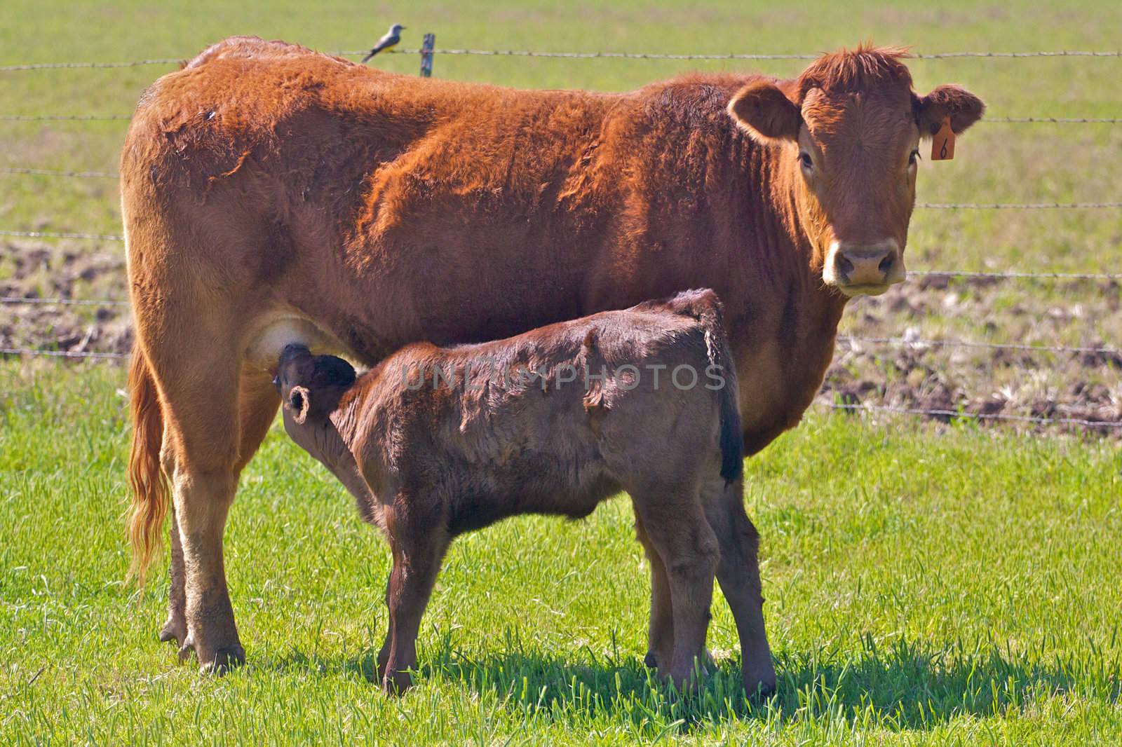 A mother cow with nursing calf