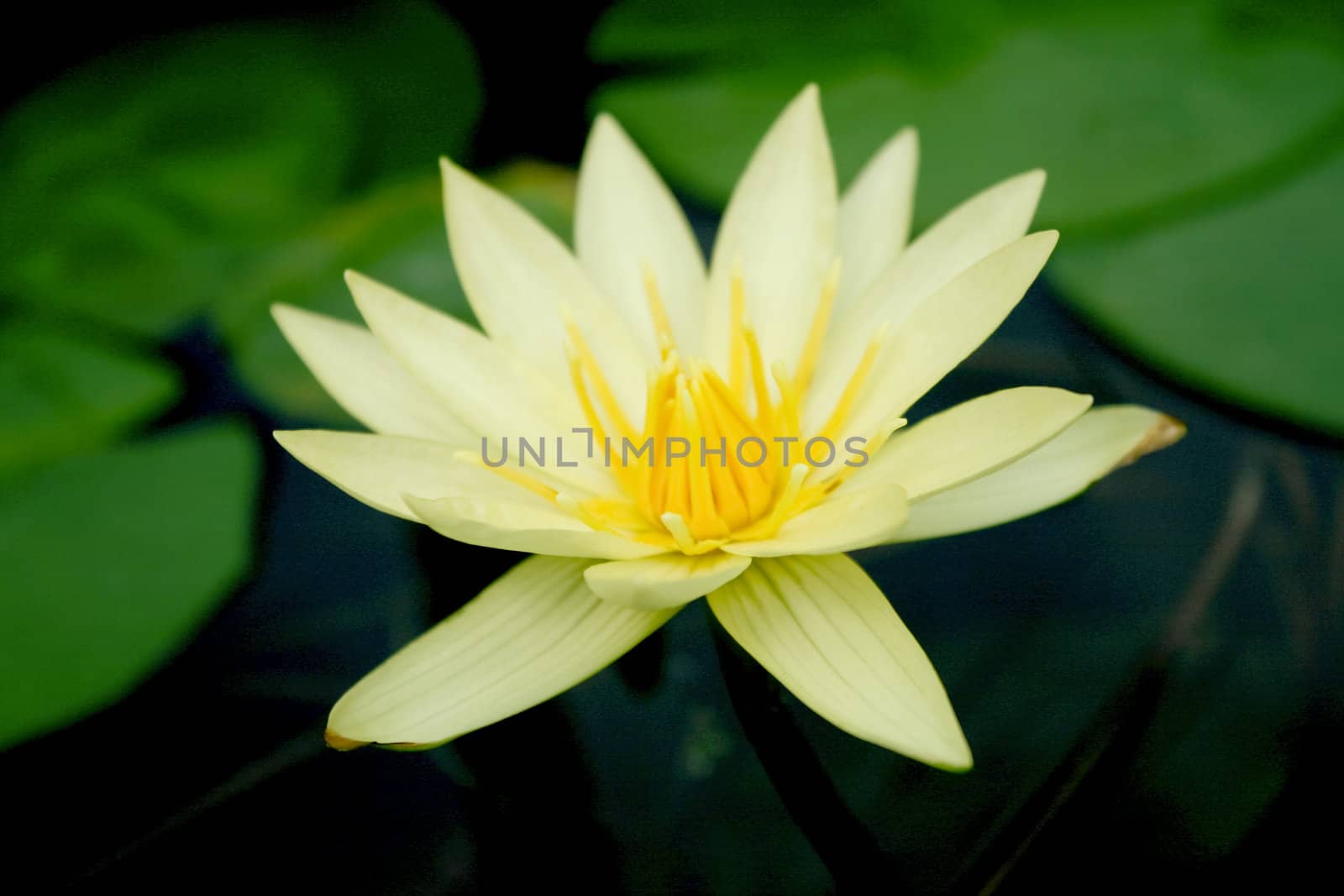 Close up of white water lily
