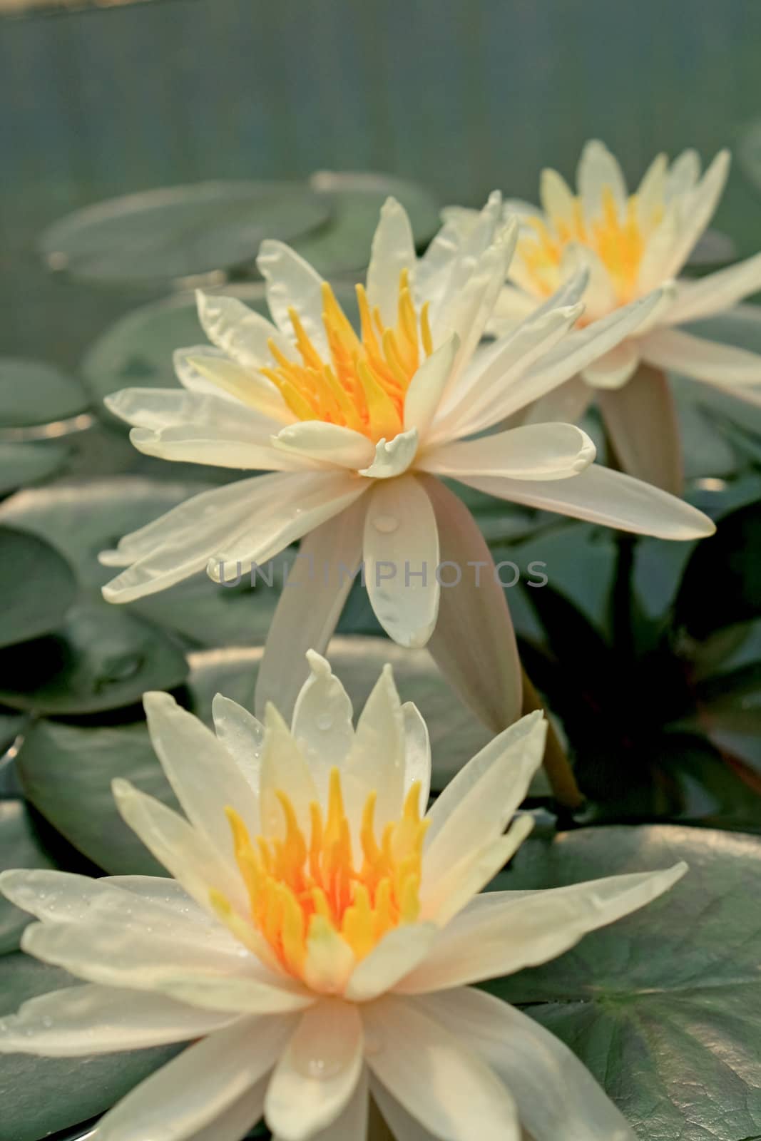 Water Lily by liewluck