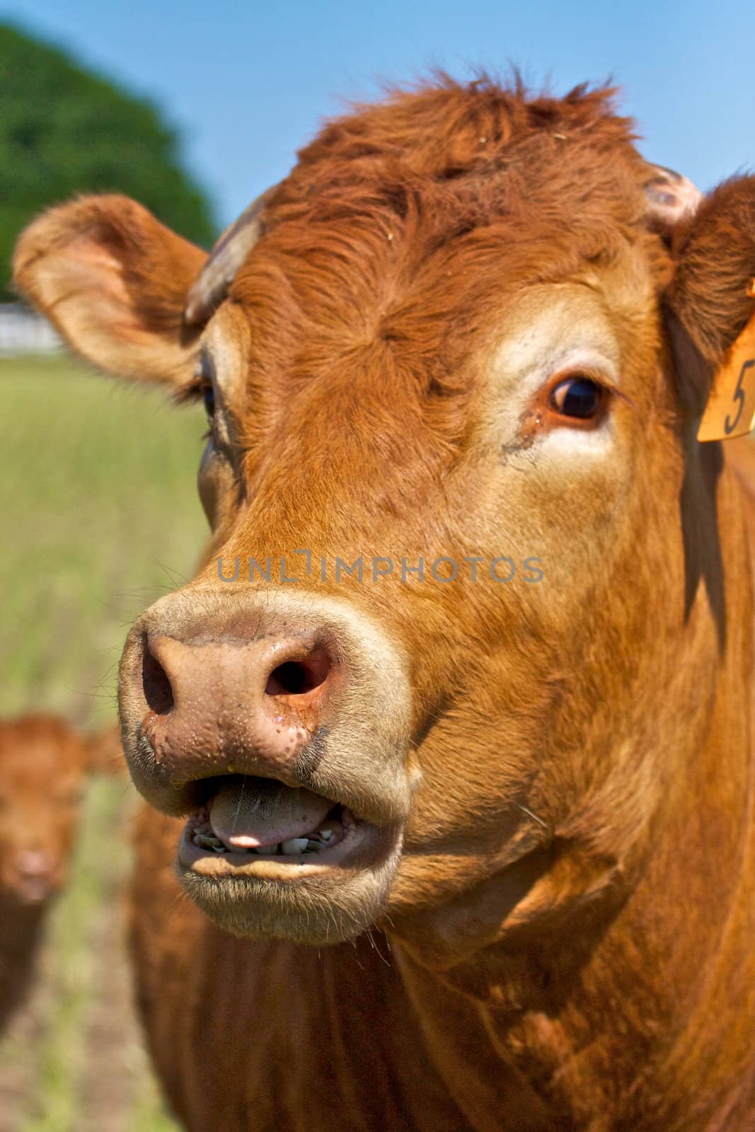 A red cow wit open mouth appears to be speaking