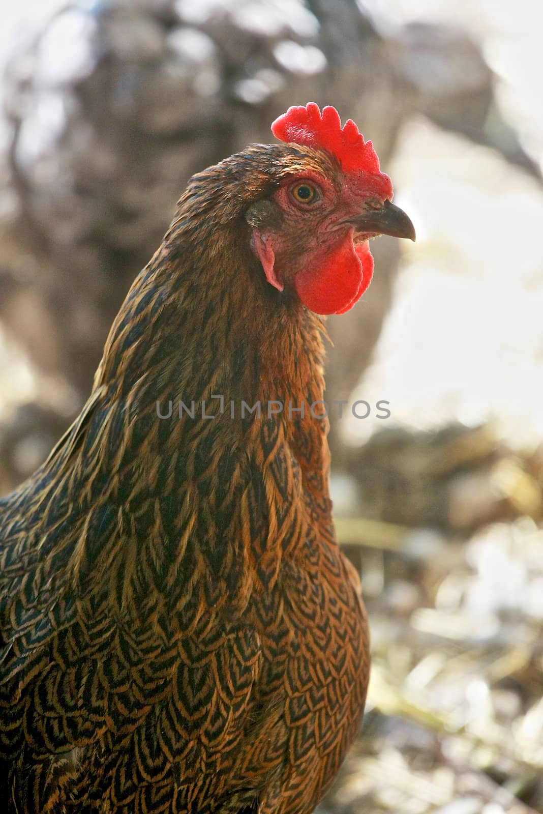 A brown rhode island chicken