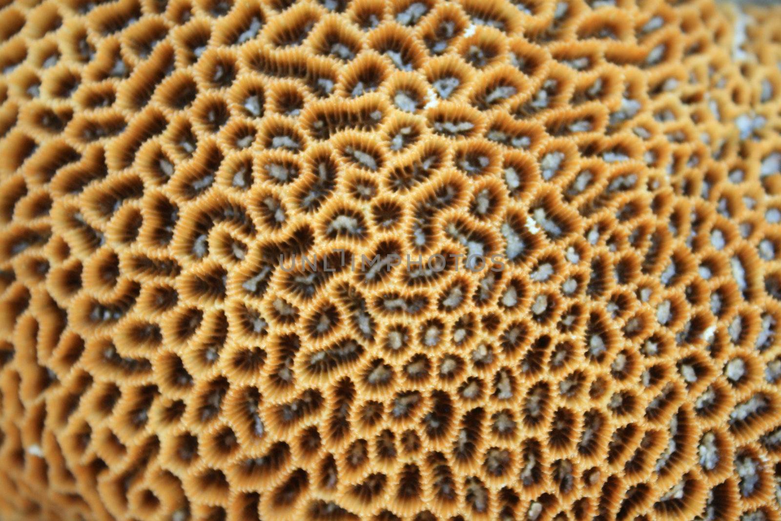 Brain coral by liewluck
