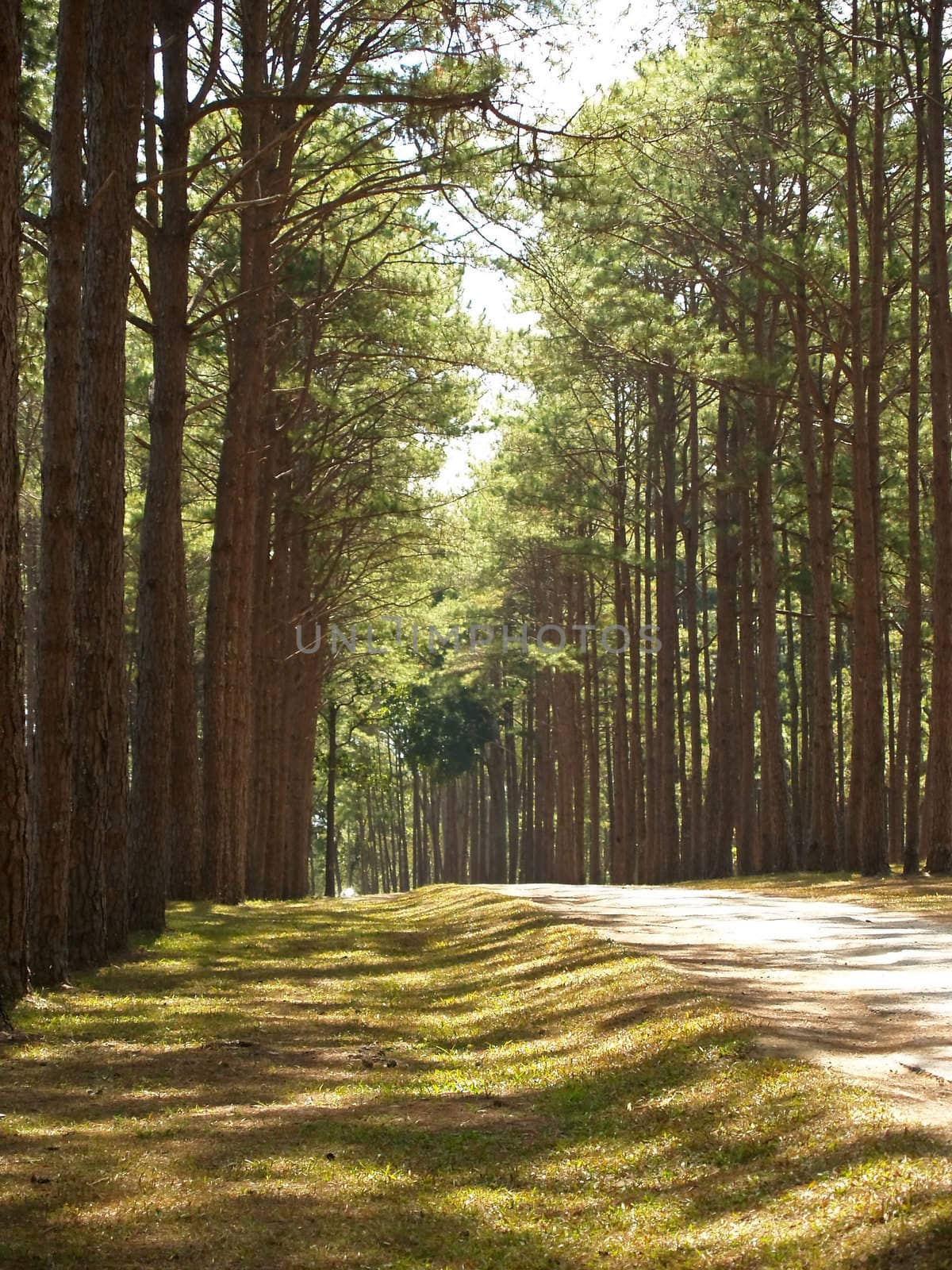 Pine forest by liewluck