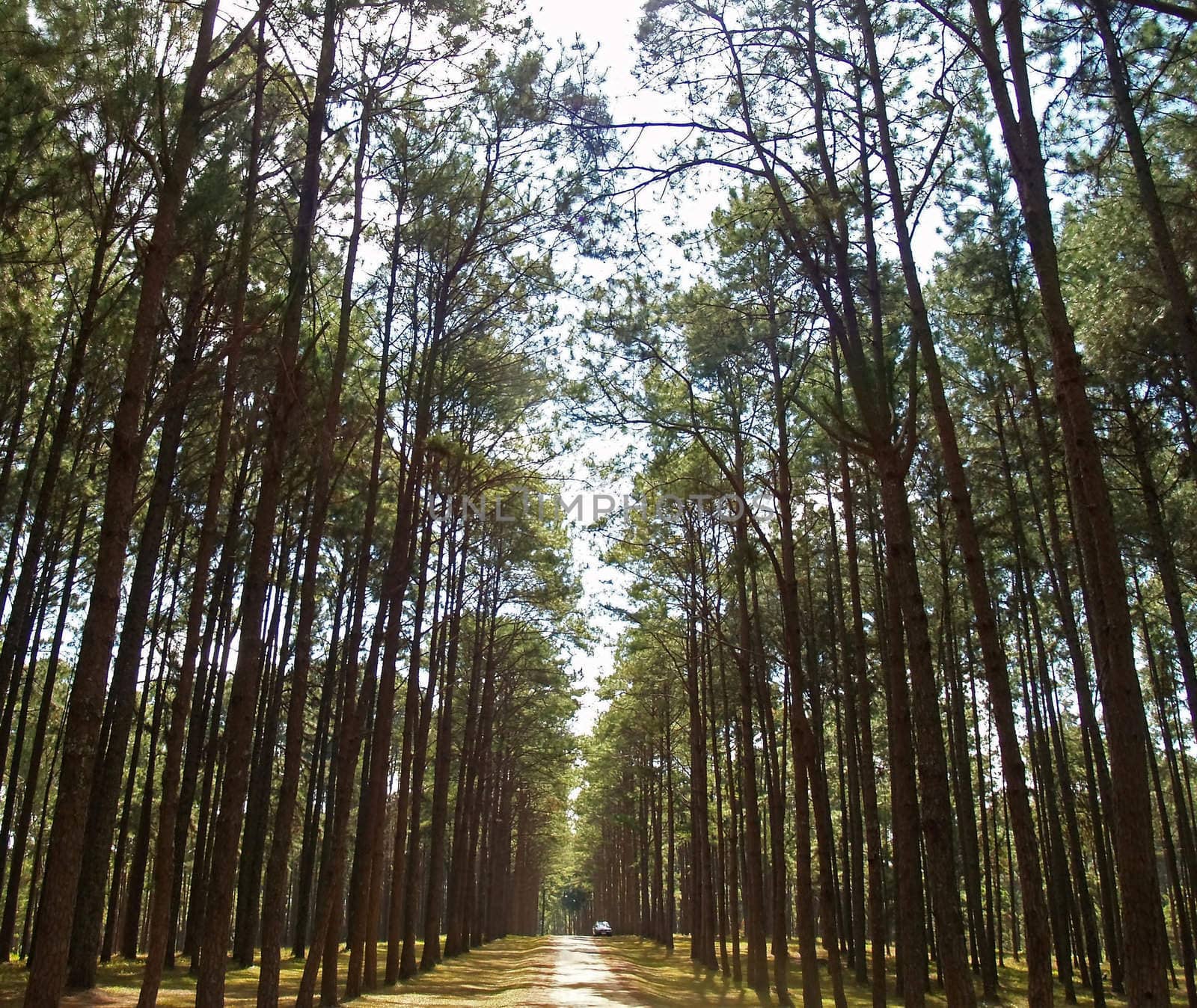 Pine forest by liewluck