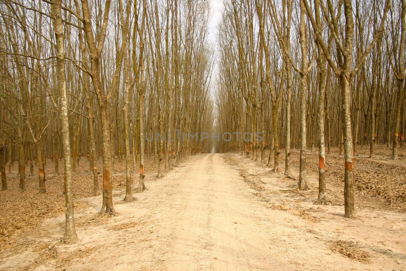 dry rubber tree and the rural road