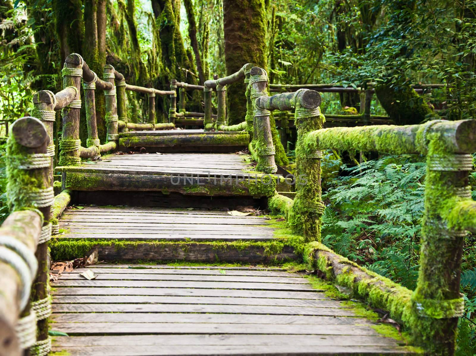 Wooden bridge at northern of Thailand