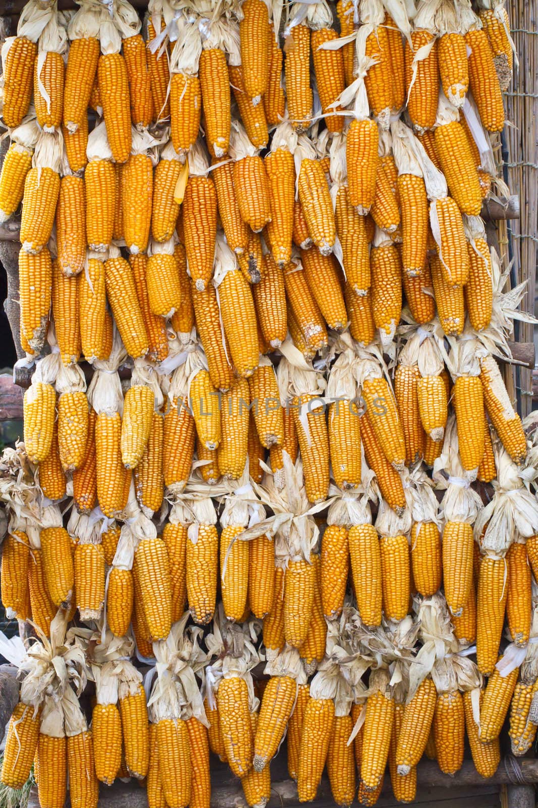 Corn drying. After harvest