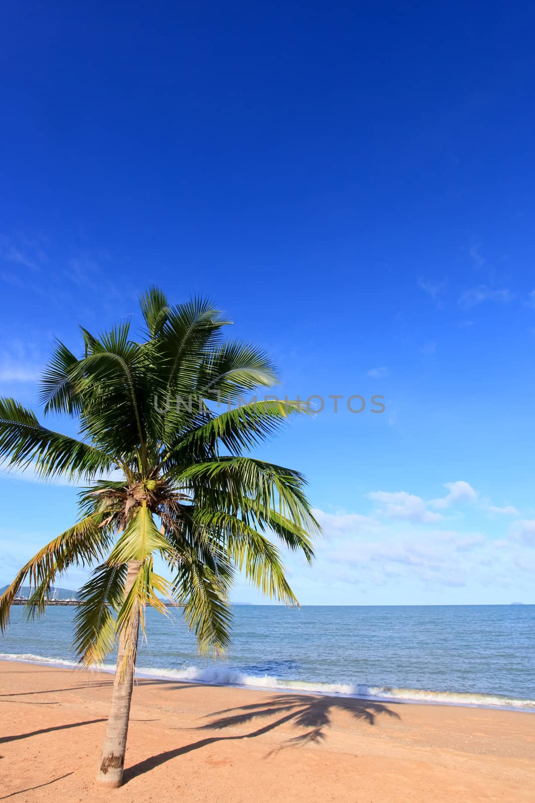 in the morning beach and sigle Coconut plan with  blue sky
