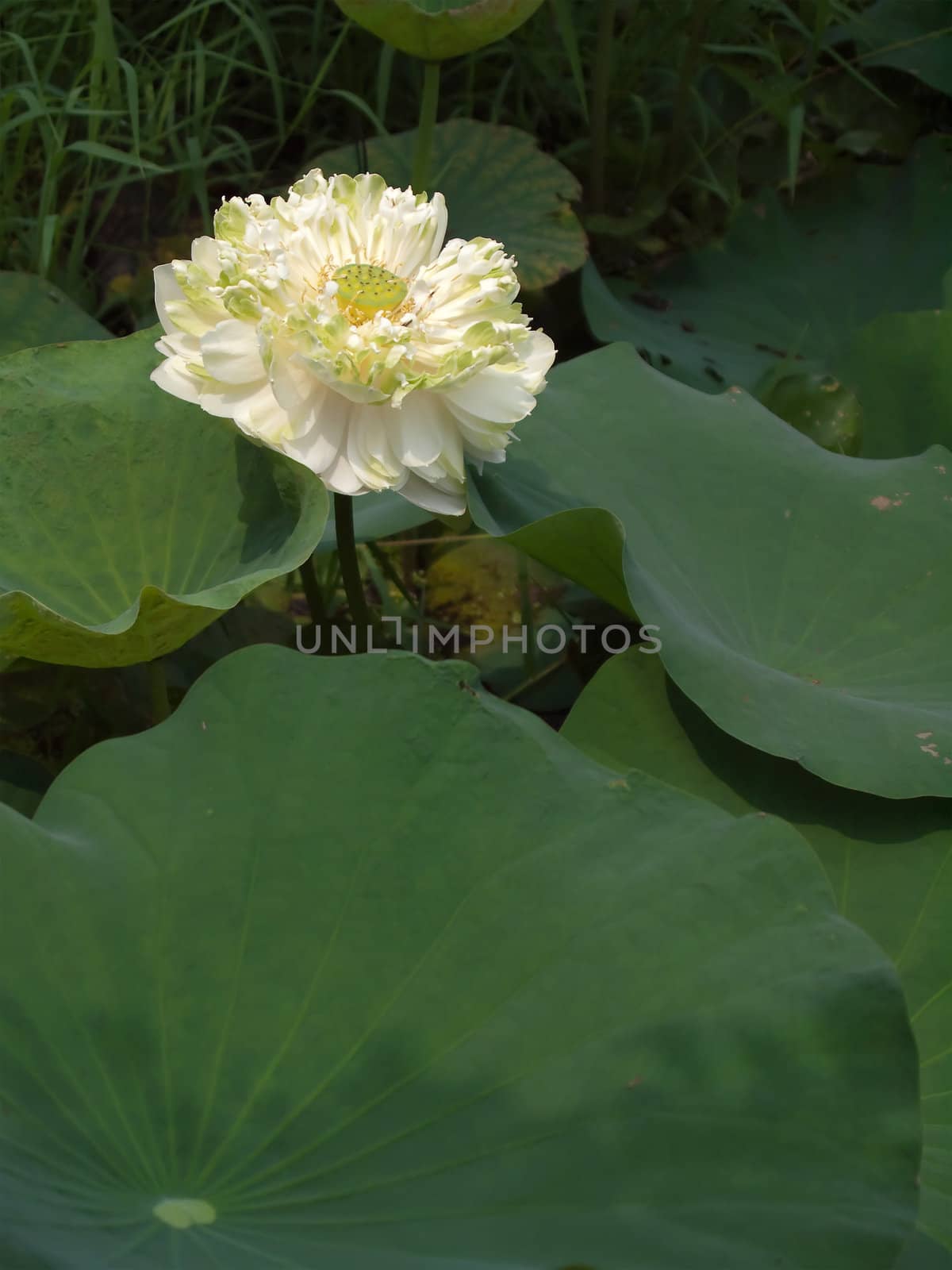 White lotus flower blossom among lotus foliage