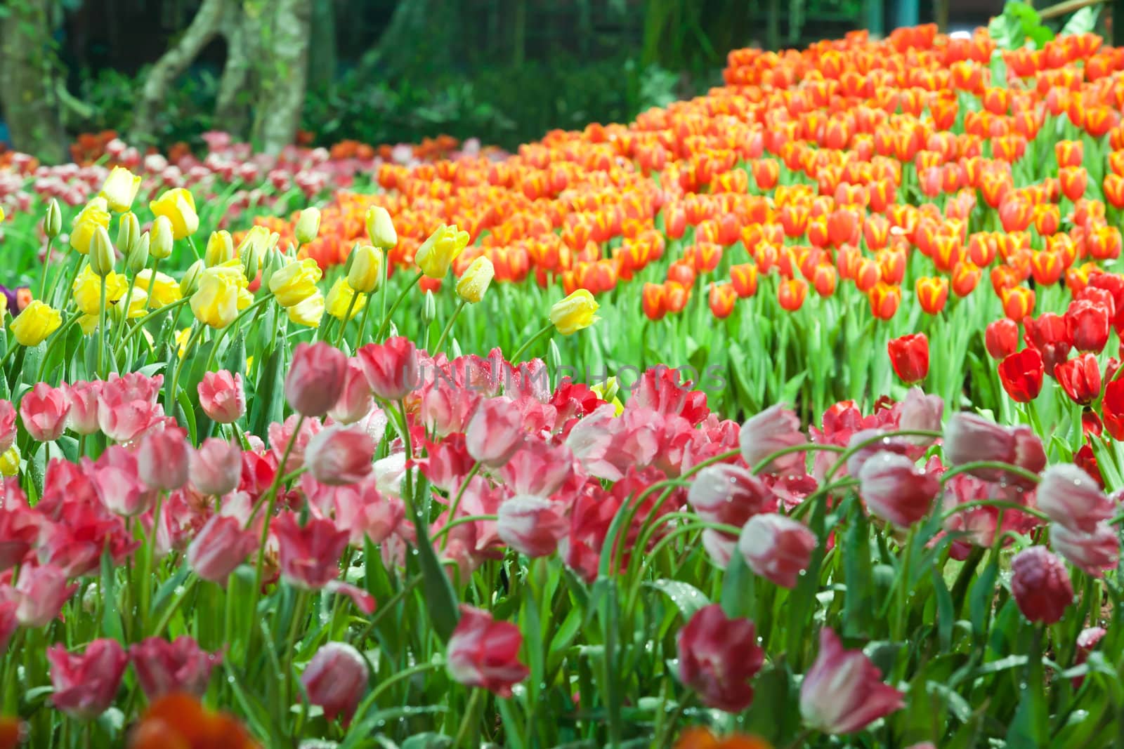 Dews and beautiful tulips with lighting at Northern of Thailand