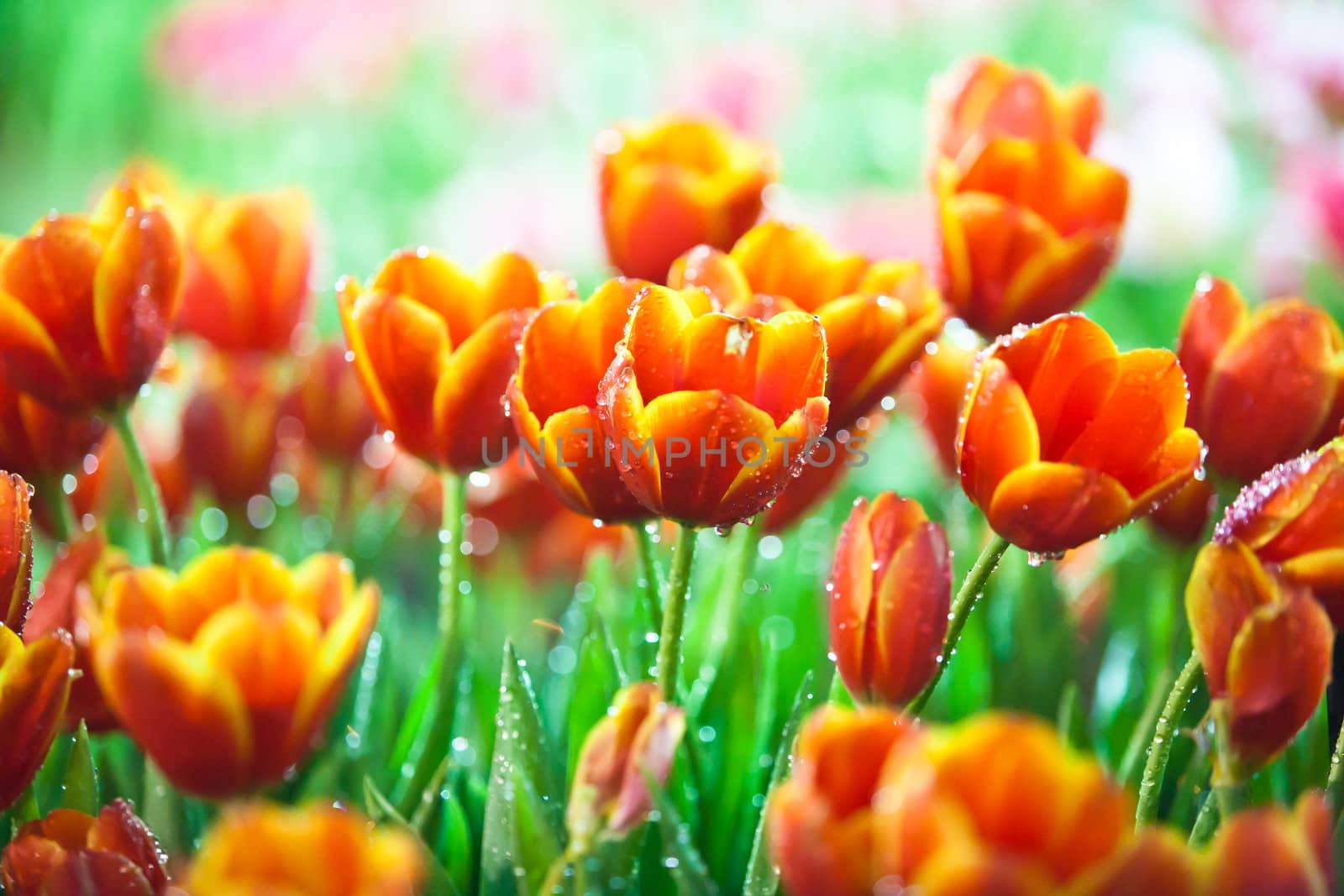 Dews and beautiful tulips with lighting at Northern of Thailand