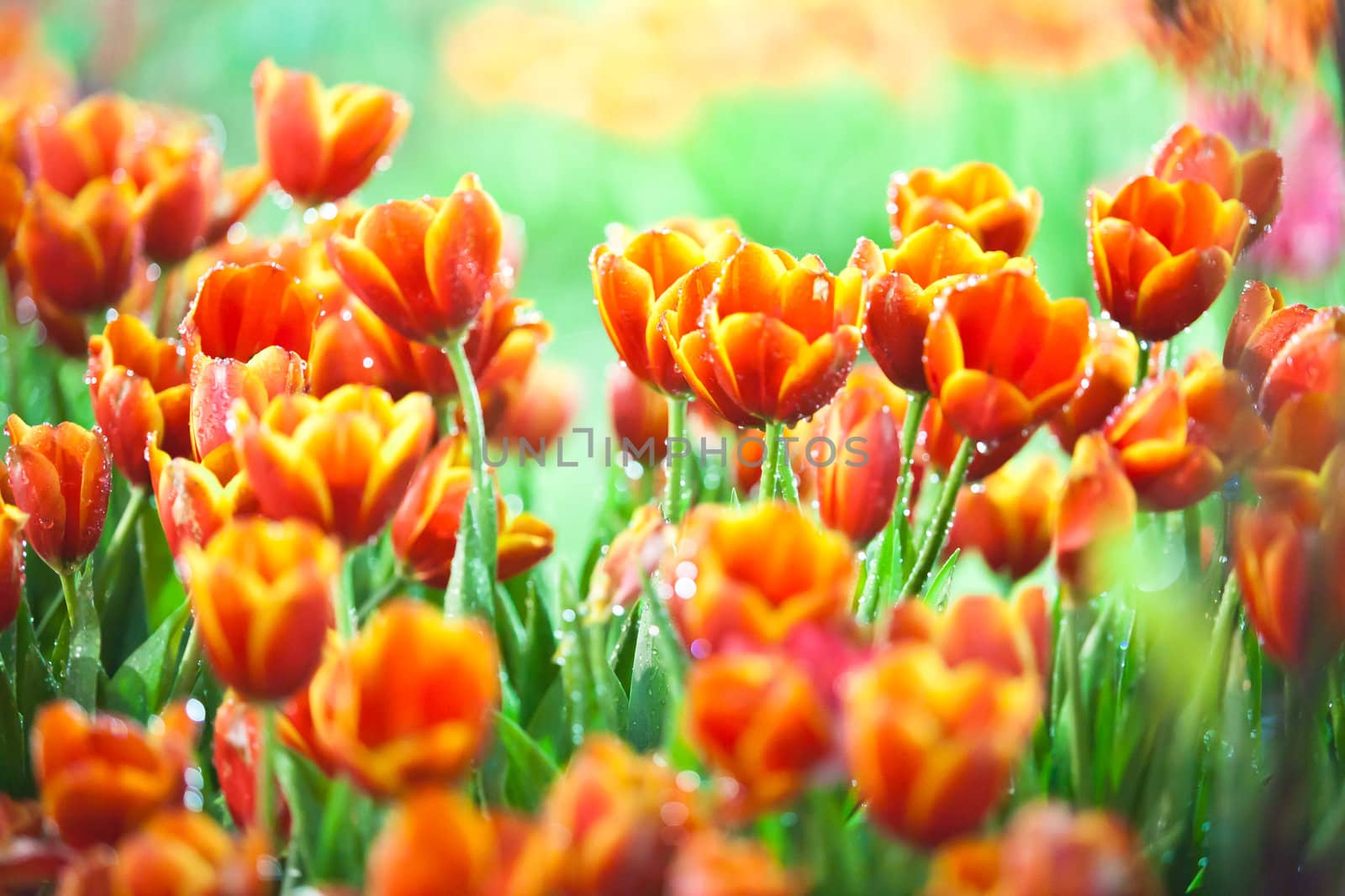 Dews and beautiful tulips with lighting at Northern of Thailand