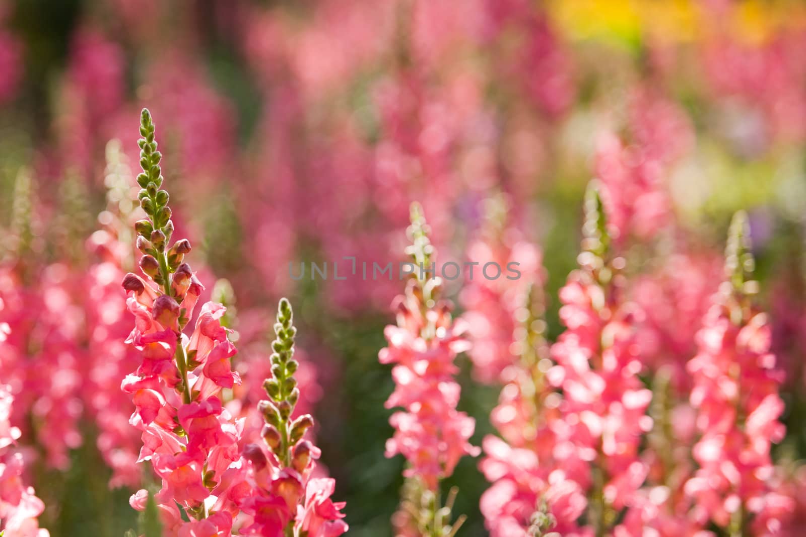 Beautful pink flowers  by Suriyaphoto