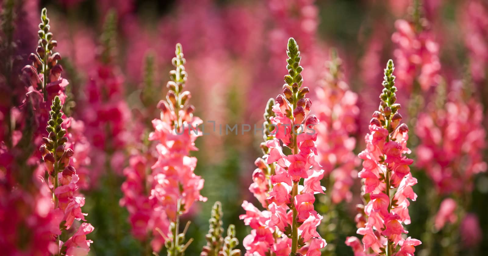 Beautful pink flowers at Northern of Thailand