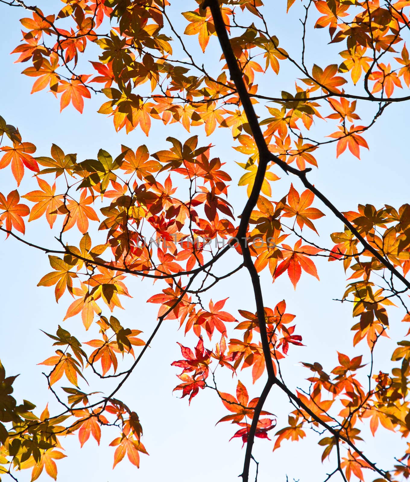 Colorful maple leaves by Suriyaphoto