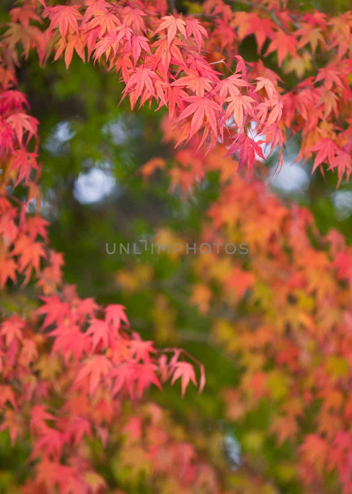 Autumnal, Red leaves of mable by Suriyaphoto