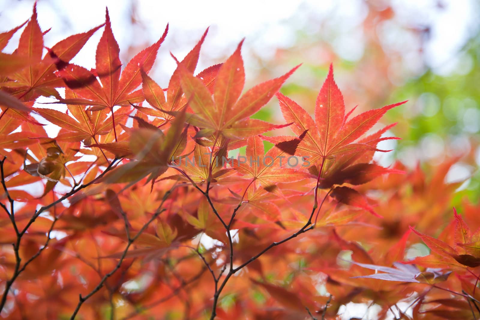 Autumnal at Japen, Mable leaves will changed from green to Red.