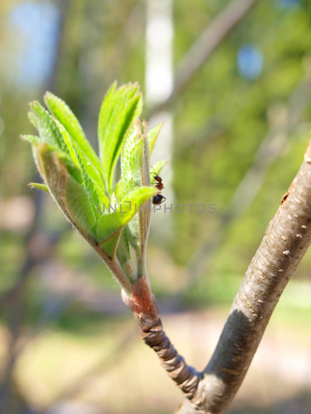 An ant climbing on a fresh green leaf on a tree at spring