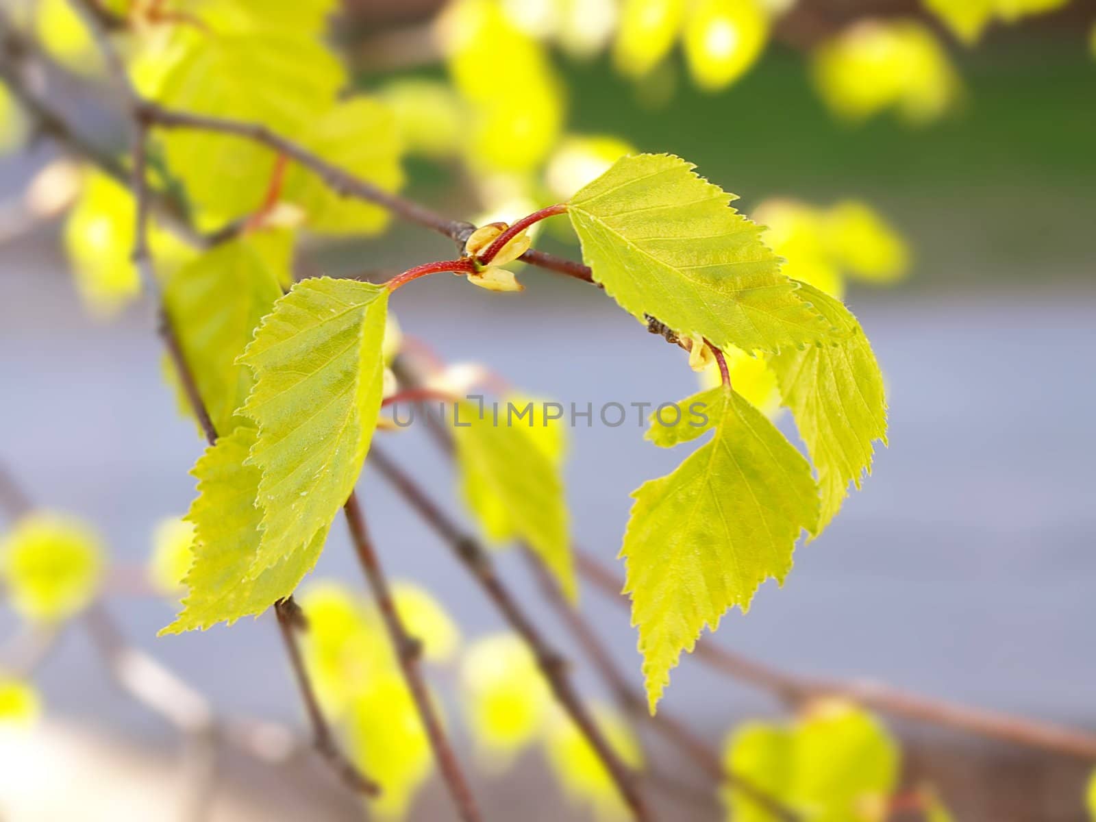 Close up of fresh green birch tree leaves at spring