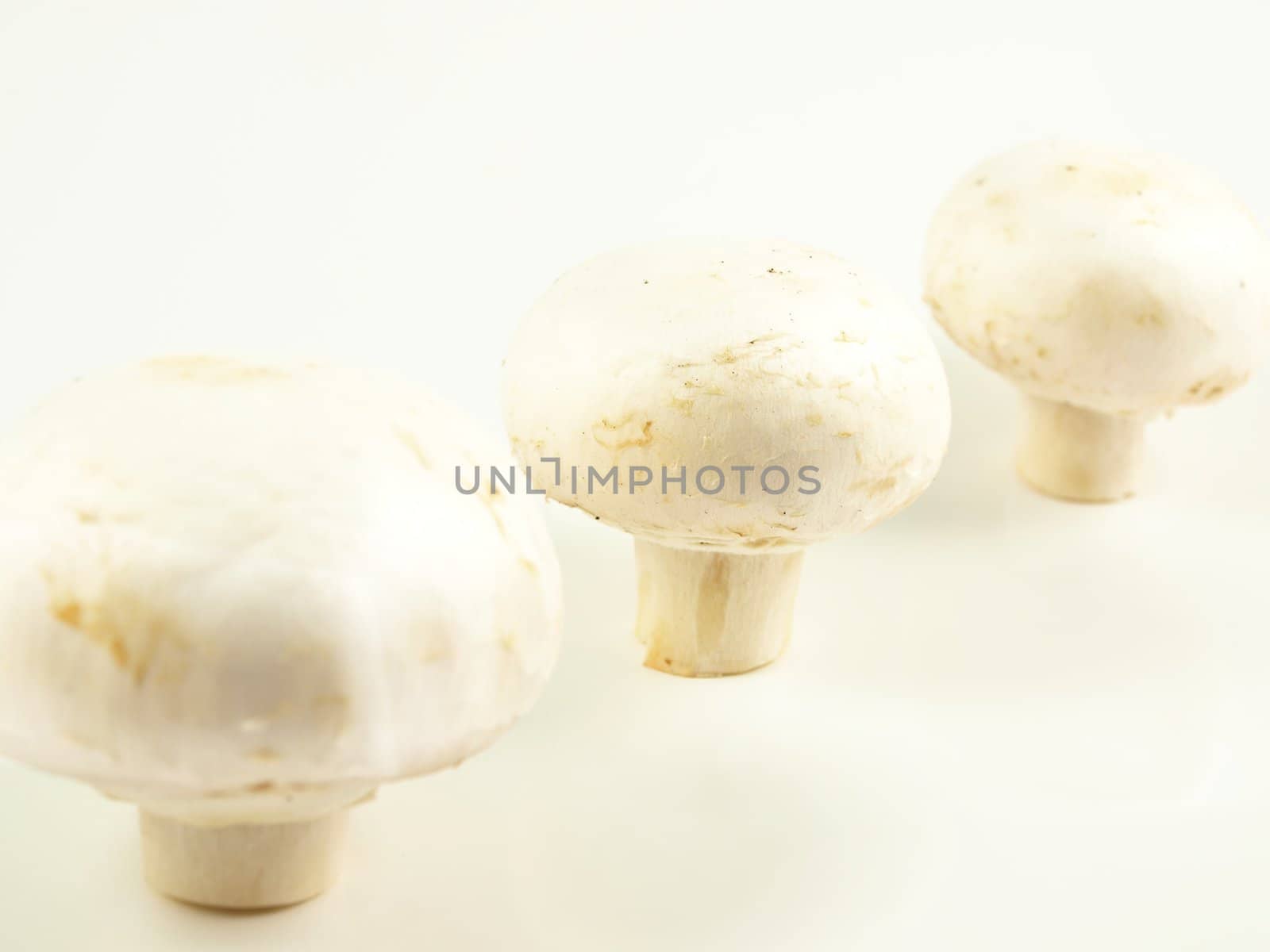 Champignon mushroom standing, isolated towards white background